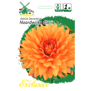 Jurginai Noordwijks Glorie...