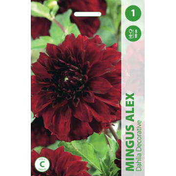 Dālijas Mingus Alex 1gab.