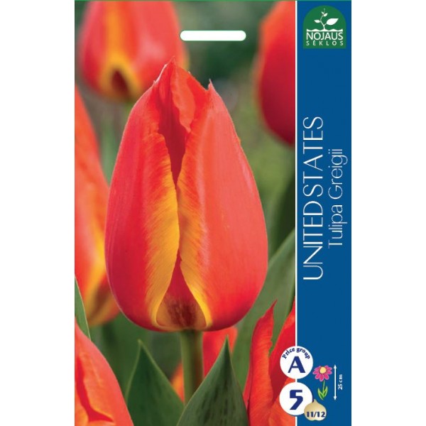 TULPES UNITED STATES