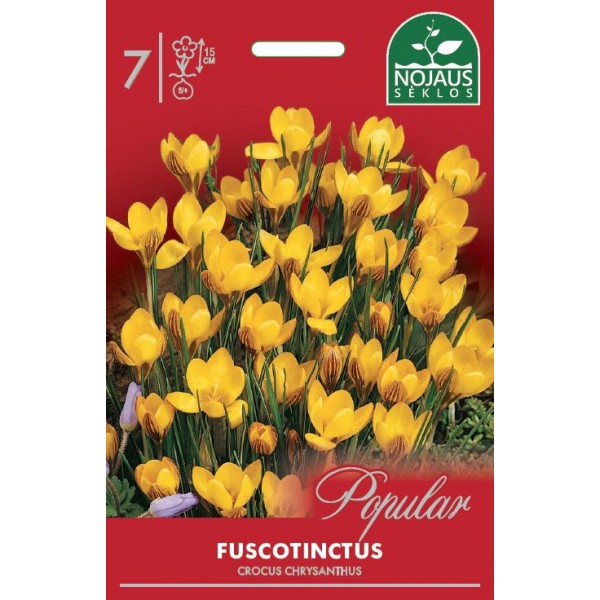 Krokusi FUSCOTINCTUS, 10 sīpoli