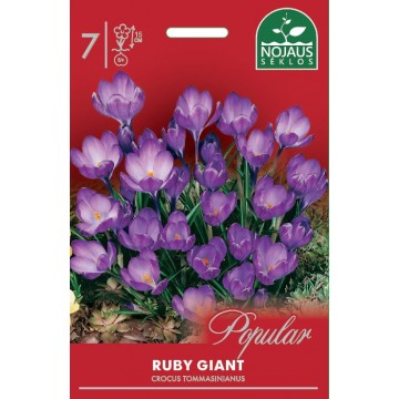 Krokusi RUBY GIANT, 10 sīpoli