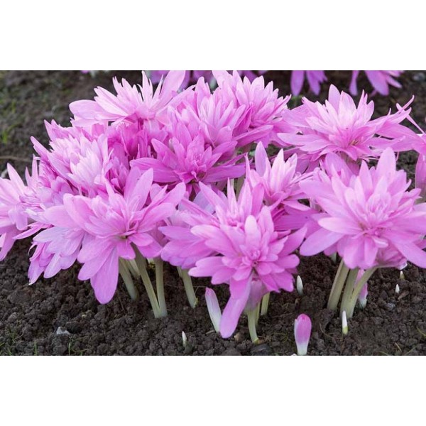 Vēlziede WATERLILY, 3 sīpoli