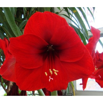 MEILENIS (AMARILIS) RED LION