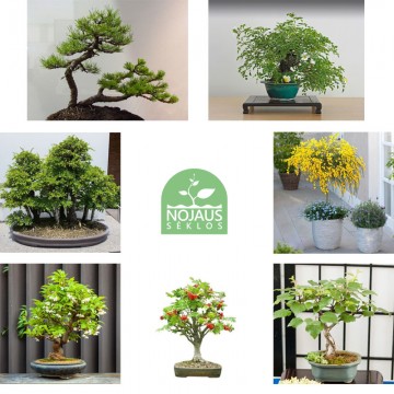 Bonsai koku sēklu komplekts...