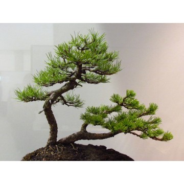 Pinus nigra var. Austriaca/...