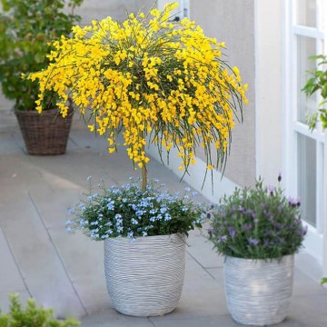 Cytisus scoparius/ bonsai...