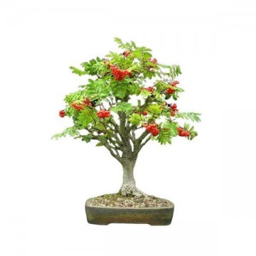 Sorbus aucuparia/ bonsai...