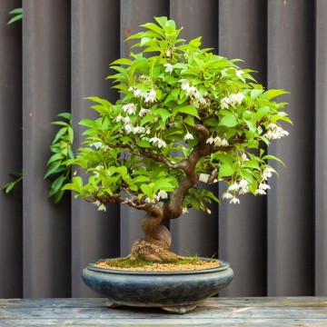 Styrax japonicus/ bonsai...