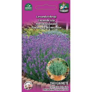 Lavanda