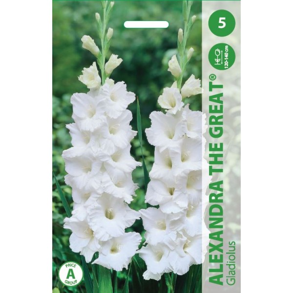 GLADIOLAS ALEXANDRA THE GREAT