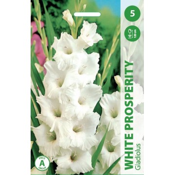 GLADIOLAS WHITE PROSPERITY