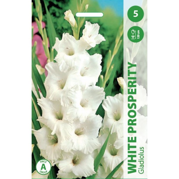 GLADIOLAS WHITE PROSPERITY