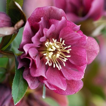 ELEBORAS DOUBLE ELLEN RED