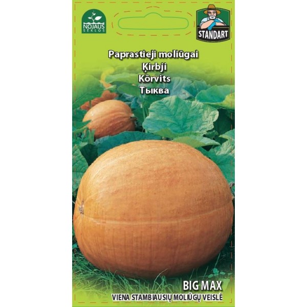 Ķirbji BIG MAX