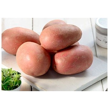 LAURA sēklas kartupeļi 5Kg