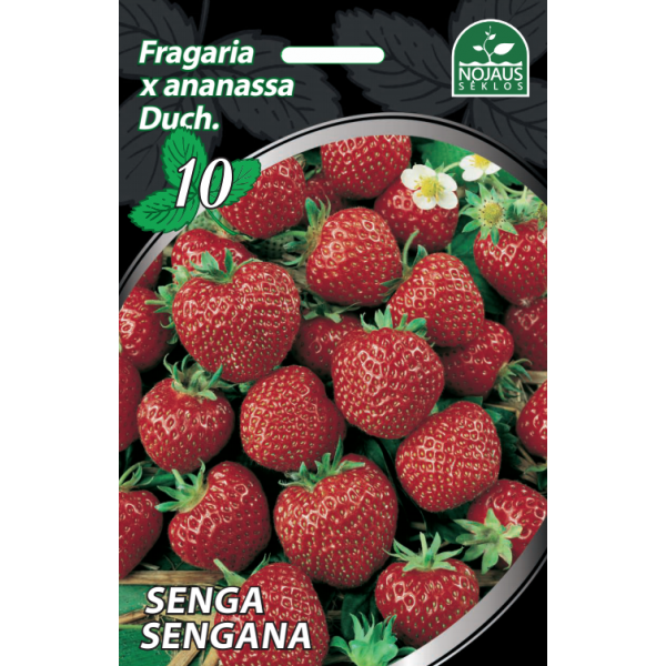 1 kaste (600gab.) Senga Sengana frigo Zemeņu stādi