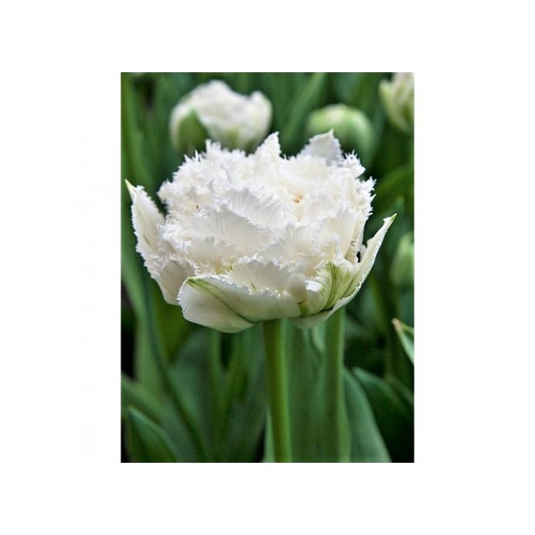 TULPES EXCLUSIVE SNOW CRYSTAL