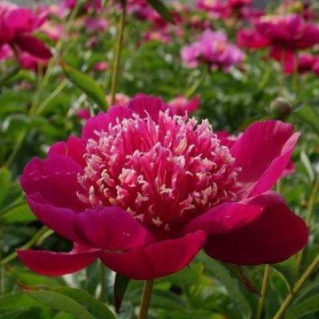 Peonijas ADA NIVA 1gab.  0057