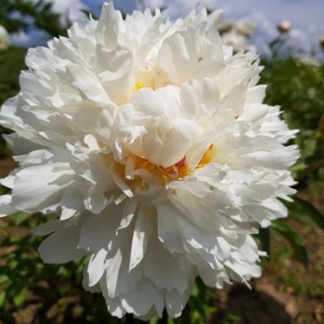 Peonijas Festiva Powder...