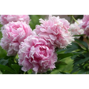 Peonijas Sarah Bernhardt 1gab.