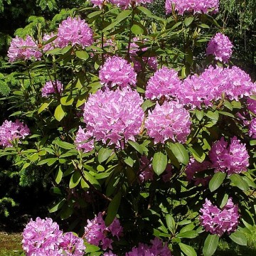 Rododendrs (rhododendron),...