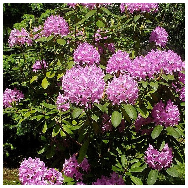 Rododendrs (rhododendron), azāleja