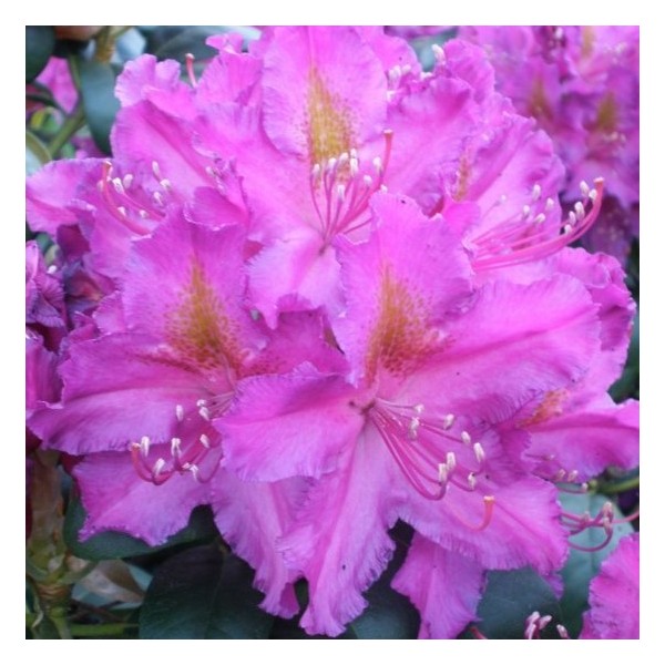 Rododendrs, Libretto (azāleja)