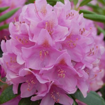 Rododendrs, Roseum Elegens...