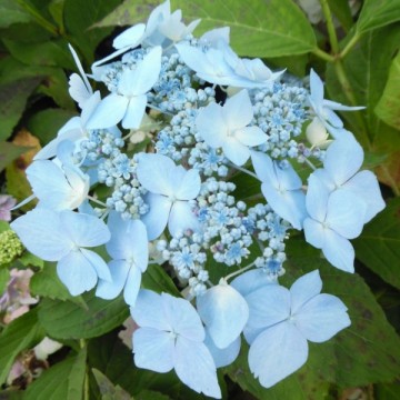 Hortenzijas liellapu Blue...