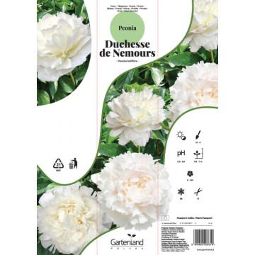 Peonijas DUCHESSE DE NEMOURS