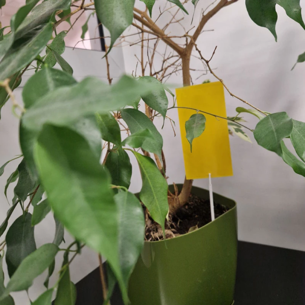 Магнит стартовый желтый, ловушки для белокрылки, белокрылки, тли, 12 шт.