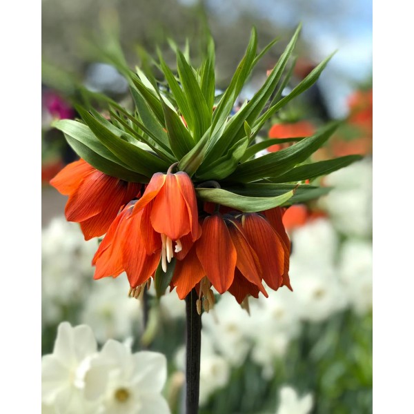 Fritilārijas RUBRA, 1sv.
