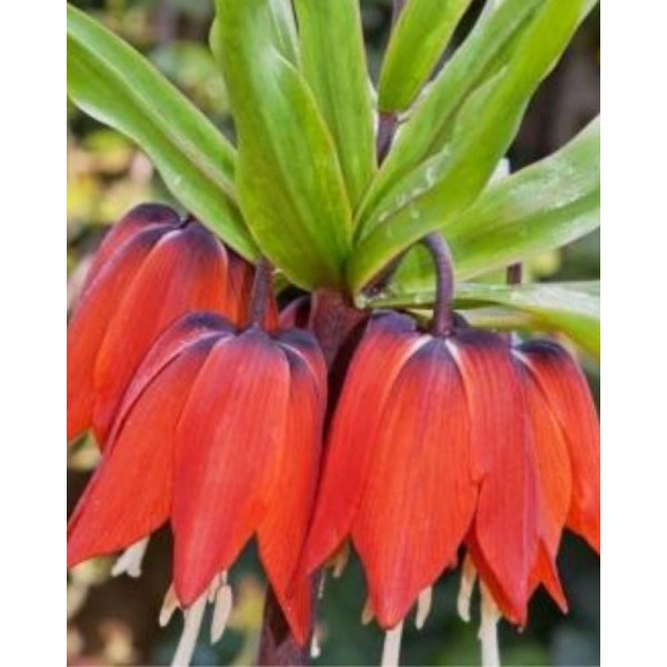 Fritilārijas RUBRA, 1sv.