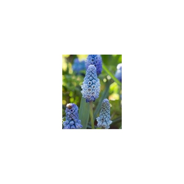 Muskares AZUREUM 10 gab