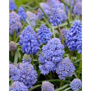 Muskares BLUE SPIKE 10 gab
