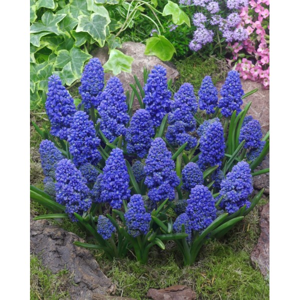 Muskares BLUE SPIKE 10 gab