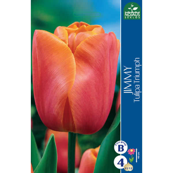 Tulpes JIMMY (11/12) 4 gab