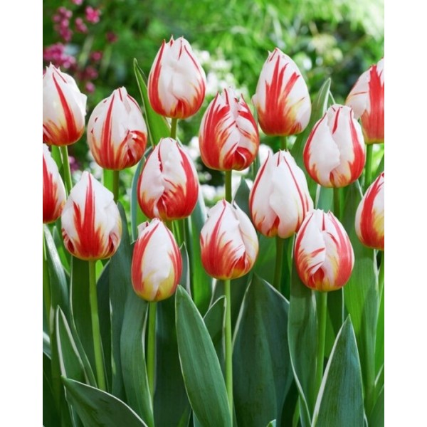 Tulpes HAPPY GENERATION (11/12) 4 gab