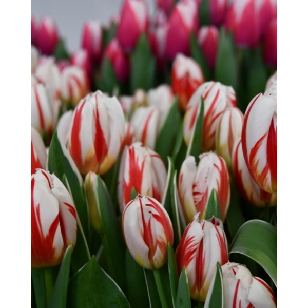 Tulpes HAPPY GENERATION (11/12) 4 gab
