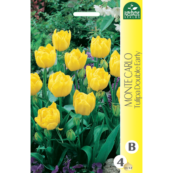Tulpes MONTE CARLO 11/12 4 gab