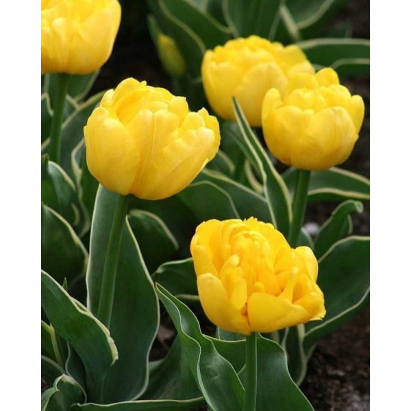 Tulpes MONTE CARLO 11/12 4 gab