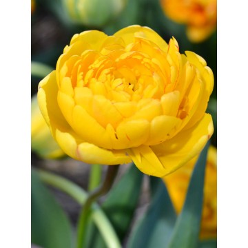 Tulpes YELLOW POMPONETTE...