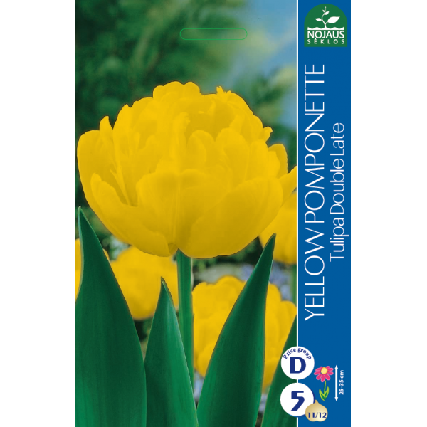Tulpes YELLOW POMPONETTE 10/11 5 gab.