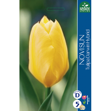 Tulpes NOVI SUN 10/11 5 gab.