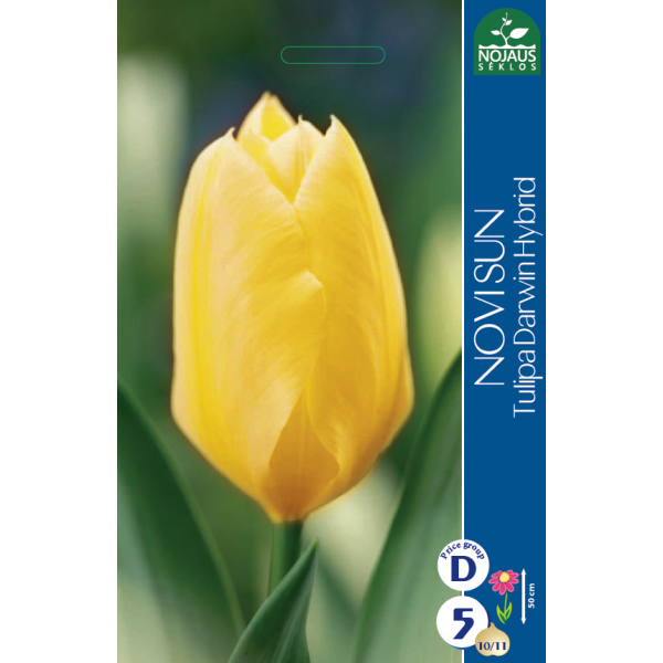Tulpes NOVI SUN 10/11 5 gab.