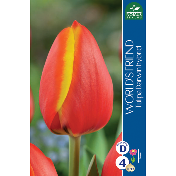 Tulpes WORLD`S FRIEND 11/12 4 gab.