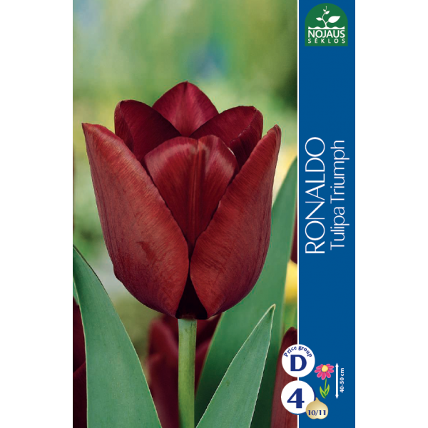 Tulpes RONALDO 11/12 4 gab.