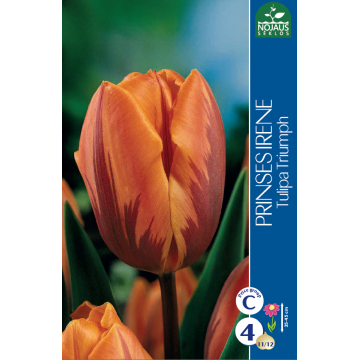 Tulpes PRINSES IRENE 11/12...