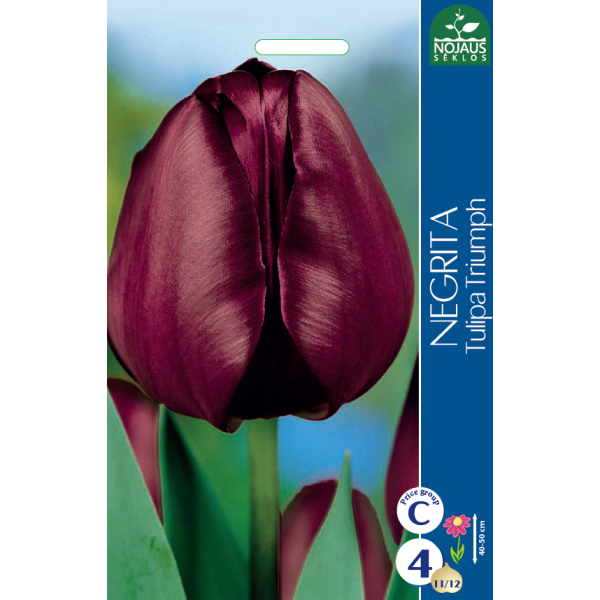 Tulpės NEGRITA 11/12 4sv.