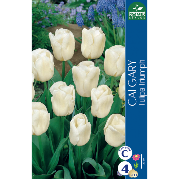 Tulpes CALGARY 11/12 4 gab